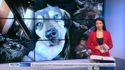 В Кемерове в приюте для бездомных собак произошел пожар - vesti.ru