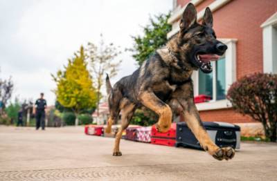 Служебная собака укусила полицейского, который бил мужчину: видео - 24tv.ua - Англия - Бристоль - Великобритания