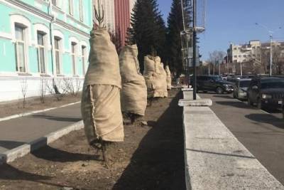Высаженные осенью в Чите деревья закрыли чехлами до мая - chita.ru - Чита