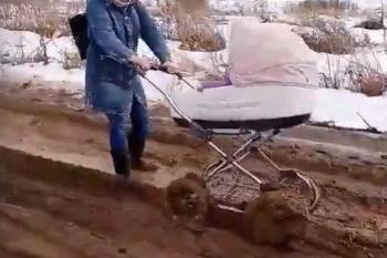 В Великом Устюге в грязи на улице тонут детские коляски - vologda-poisk.ru - район Великоустюгский