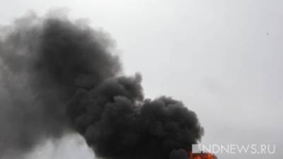 Зоя Осколкова - В Кемерово в приюте для животных произошел взрыв - newdaynews.ru - Кемерово