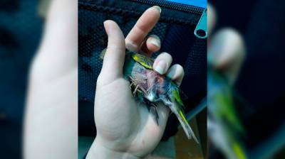 Воронежские зоозащитники приютили больше 130 пострадавших на Благовещение птиц - vestivrn.ru - Воронеж