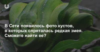 В Сети появилось фото кустов, в которых спряталась редкая змея. Сможете найти ее? - news.tut.by - Австралия - Индонезия - Гвинея