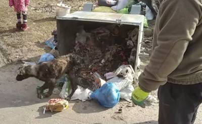 В Полтаве нашли собаку в мусорном баке: песику нужен новый дом – видео - 24tv.ua - Полтава
