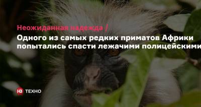 Неожиданная надежда. Одного из самых редких приматов Африки попытались спасти лежачими полицейскими - nv.ua