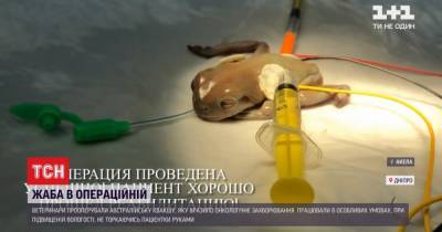 В Днепре ветеринары провели операцию по удалению онкологии 16-летней лягушке - tsn.ua