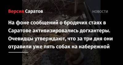 На фоне сообщений о бродячих стаях в Саратове активизировались догхантеры. Очевидцы утверждают, что за три дня они отравили уже пять собак на набережной - nversia.ru - Саратов