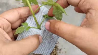 Эксперимент с томатом: выращивание «вверх ногами» в бутылке - skuke.net