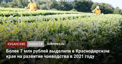 Вениамин Кондратьев - Андрей Коробка - Более 7 млн рублей выделили в Краснодарском крае на развитие чаеводства в 2021 году - kubnews.ru - Краснодарский край