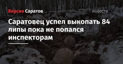 Саратовец успел выкопать 84 липы, пока не попался инспекторам - nversia.ru - Саратовская обл. - Пензенская обл.