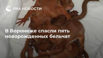 В Воронеже спасли пять новорожденных бельчат - ria.ru - Россия - Воронеж - Ярославль