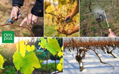 Уход за виноградом с весны до осени – полезные советы начинающим - skuke.net - Виноград