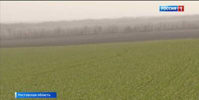 Экспериментальное поле пшеницы и пырея высадят в донском поселке Рассвет - dontr.ru - район Аксайский
