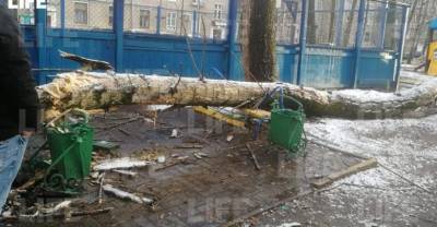 В Москве дерево упало на компанию молодых людей, есть пострадавший — видео - reendex.ru - Москва