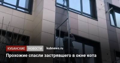 Прохожие спасли застрявшего в окне кота - kubnews.ru - респ. Адыгея - Новороссийск
