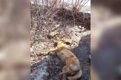 На набережной Саратова умирают собаки - saratov.mk.ru