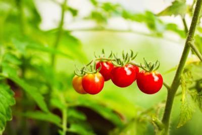 Как вырастить хорошую рассаду помидоров в домашних условиях? - skuke.net