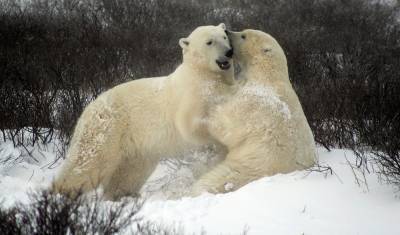 Владимир Семенов - Специалист оценил вероятность вымирания белых медведей в России - neva.today - Санкт-Петербург