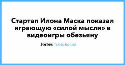Илон Маск - Илон Маск - Стартап Илона Маска показал играющую «силой мысли» в видеоигры обезьяну - forbes.ru