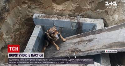 В Ровенской области собака упала в яму, бедолагу из ловушки спасали чрезвычайники: видео - tsn.ua - Славянск - Ровенская обл.