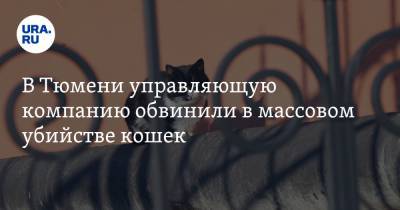 В Тюмени управляющую компанию обвинили в массовом убийстве кошек. «Пришел слесарь, насыпал отравы» - ura.news - Тюмень