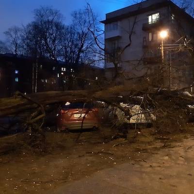 Роман Вильфанд - Сильный ветер с порывами до 20 м/с повалил в Москве за сутки около 20 деревьев - radiomayak.ru - Москва