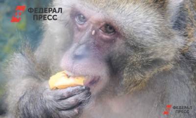 Илон Маск - Компания Илона Маска показала, как обезьяна играет в компьютер силой мысли - fedpress.ru - Вашингтон