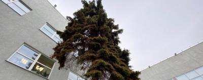 В Дзержинске проверили работы по пересадке деревьев в дендропарк - runews24.ru - Дзержинск