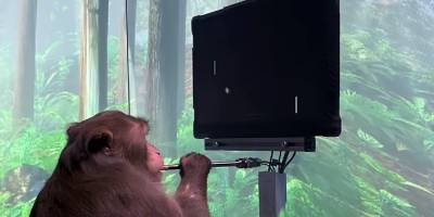 Илон Маск - Илон Маск - Ждем на Twitch. Компания Илона Маска показала, как обезьяна играет в видеоигру силой мысли - nv.ua