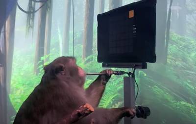 Илон Маск - Илон Маск - Чипированную макаку научили играть "силой мысли" - korrespondent.net