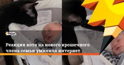 Реакция кота нанового крошечного члена семьи умилила интернет - ridus.ru - штат Теннесси