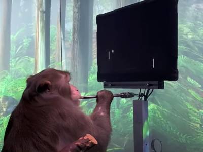 Илон Маск - Маск показал обезьяну, играющую на компьютере в пинг-понг "силой мысли". Видео - gordonua.com