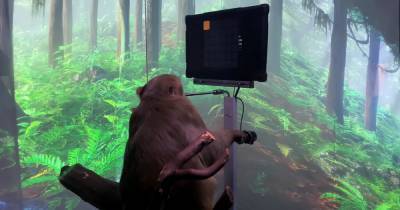 Илон Маск - Илоном Маский - Стартап Илона Маска показал чипированную обезьяну, которая "силой мысли" играет в видеоигру - tsn.ua