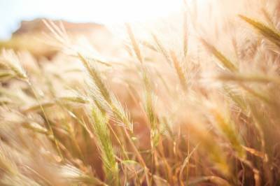 Агро - Падение цены на пшеницу достигло рекорда - 24tv.ua