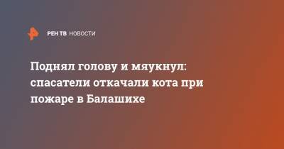 Поднял голову и мяукнул: спасатели откачали кота при пожаре в Балашихе - ren.tv