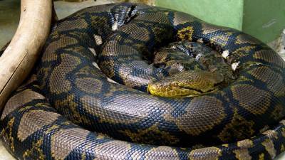 В Австралии семья обнаружила в ванной гигантскую змею - inforeactor.ru - Австралия - Брисбен