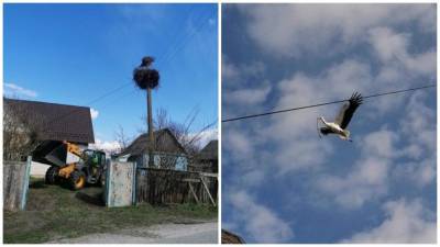 Как спасти аварийное гнездо аиста: пример с Киевщины - 24tv.ua - Киев - Полтава