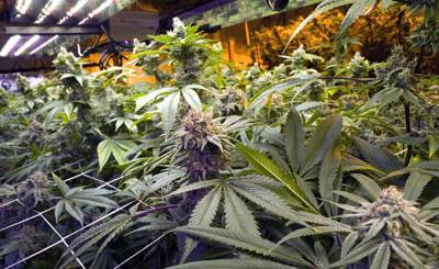 Economist (Великобритания): шесть из десяти американцев выступают за легализацию марихуаны по всей стране - inosmi.ru - США - Англия - Колумбия