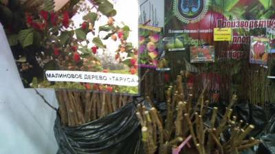Садоводам нужна осторожность: мошенники открыли свой дачный сезон - vesti.ru