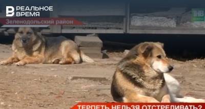 В поселке Осиново рассказали о ситуации с бездомными собаками — видео - realnoevremya.ru - респ. Татарстан
