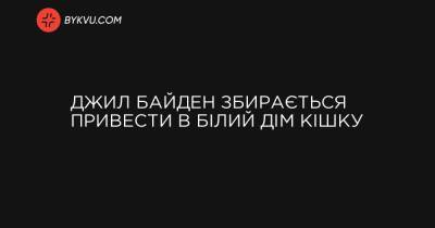 Джил Байден збирається привести в Білий дім кішку - bykvu.com