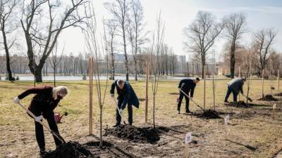 Власти города приглашают петербуржцев посадить деревья на майских праздниках - piter.tv - Санкт-Петербург - Петербург