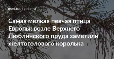 Самая мелкая певчая птица Европы: возле Верхнего Люблинского пруда заметили желтоголового королька - mos.ru - Москва
