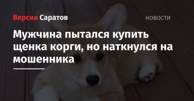 Мужчина пытался купить щенка корги, но наткнулся на мошенника - nversia.ru - Новосибирск - Саратовская обл.