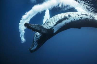 Мишустин поддержал законопроект о запрете рыболовства на китообразных - argumenti.ru - Мишустин