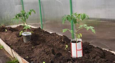 Как правильно высадить рассаду помидор в теплицу и в огород: все секреты дачников - skuke.net