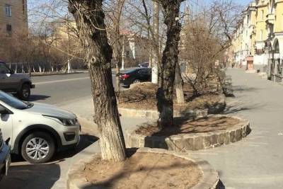 ДМРСУ уберёт тополя возле художественного салона на улице Ленина в Чите - chita.ru - Чита
