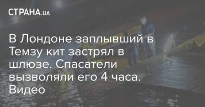 В Лондоне заплывший в Темзу кит застрял в шлюзе. Спасатели вызволяли его 4 часа. Видео - strana.ua - Киев - Англия - Лондон