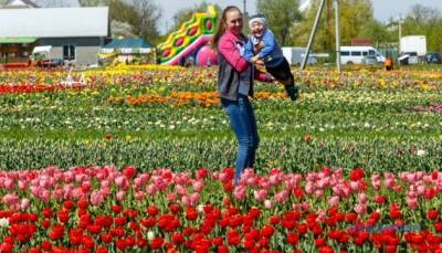 Квітковий рай: як Буковину «завоювали» тюльпанові й лавандові поля - ukrinform.ru