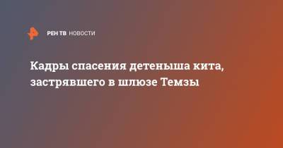 Кадры спасения детеныша кита, застрявшего в шлюзе Темзы - ren.tv - Англия - Лондон - Великобритания